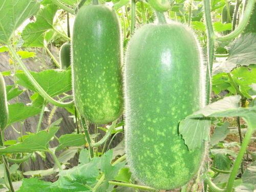 高途课堂吃瓜,揭秘在线教育行业背后的故事